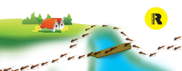 ant1 Website development company